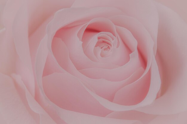 Close up of pink rose on soft bokeh background