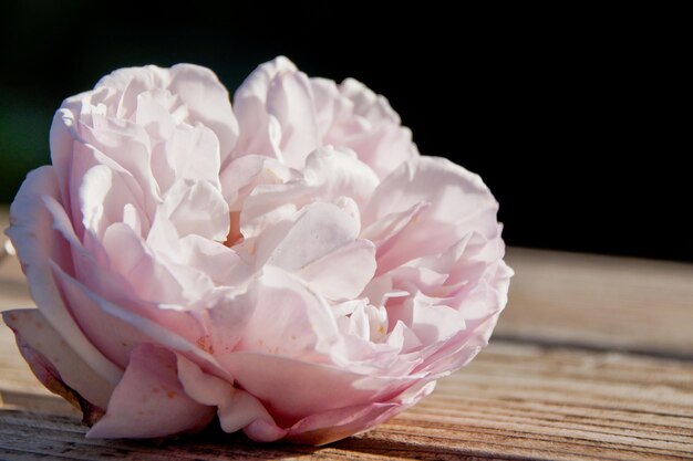 Foto close-up di una rosa rosa sul tavolo