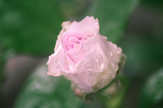 close up of a pink rose that has water dew on its petals Flower Background HD Wallpaper