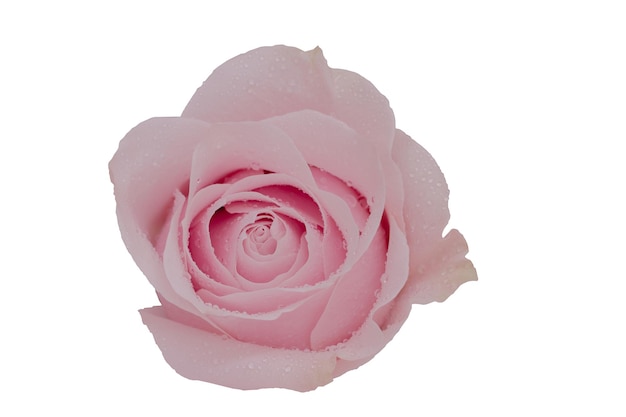 Photo close up of pink rose on white background isolate background