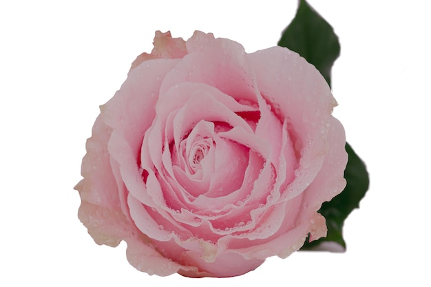 Foto primo piano di rosa rosa su sfondo bianco isolare lo sfondo