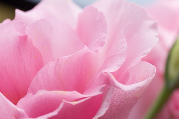 Foto primo piano della rosa di rosa con fondo vago