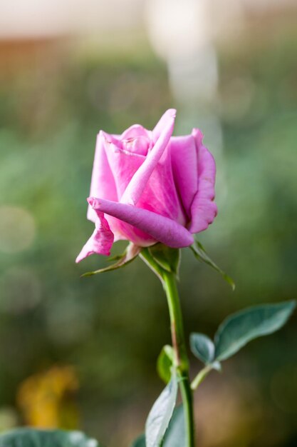 Close up of pink rose with bokeh background