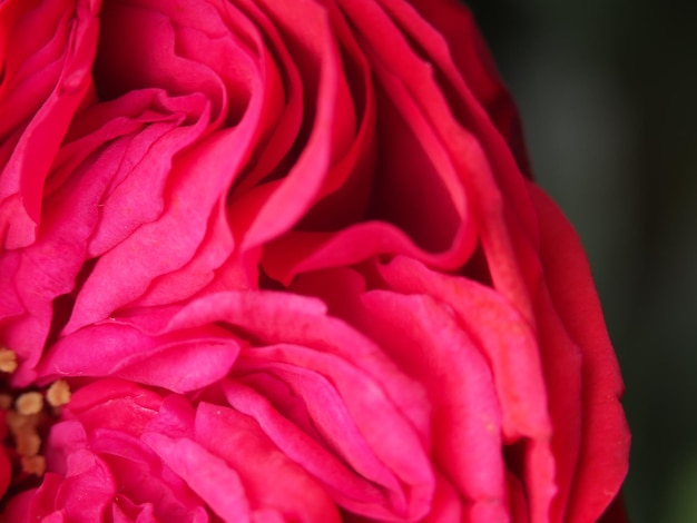 A close up of a pink rose with the word love on it.