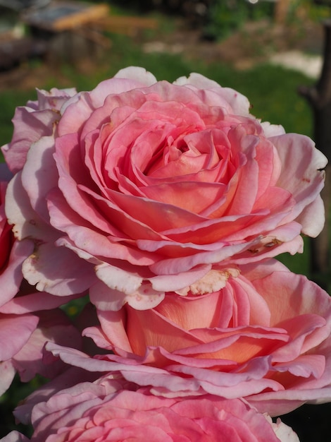 A close up of a pink rose with the word rose on it