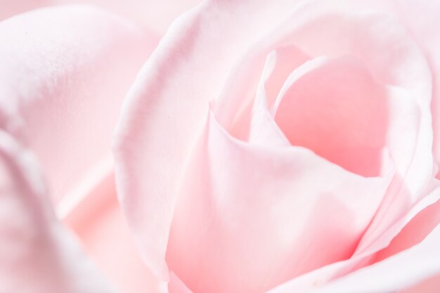 Close up of pink rose.