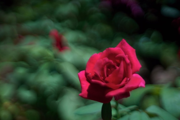 Foto close-up di una rosa rosa