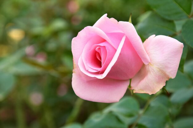 Photo close-up of pink rose