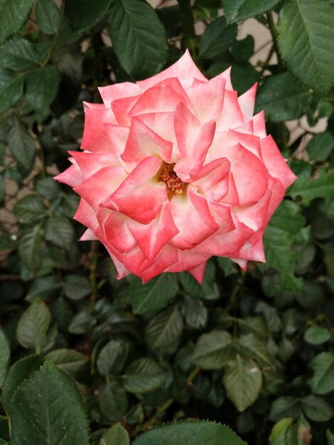 Foto close-up di una rosa rosa