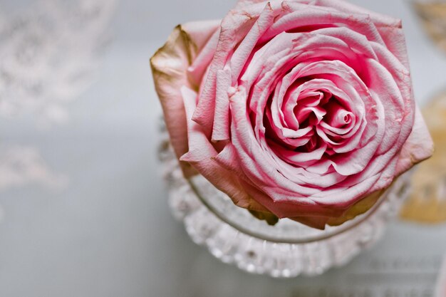 Foto close-up di una rosa rosa