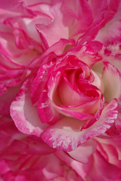 Foto close-up di una rosa rosa