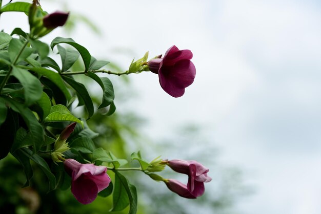 Close-up of pink rose