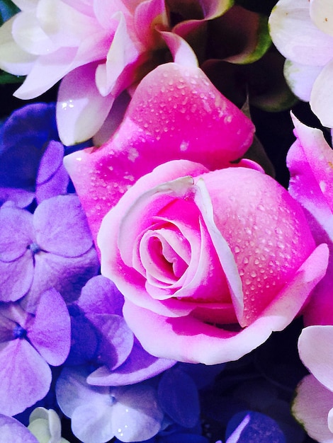 Close up of pink rose