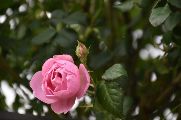 Photo close-up of pink rose