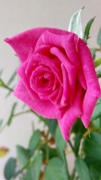 Close-up of pink rose