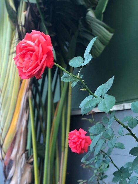 Close-up of pink rose