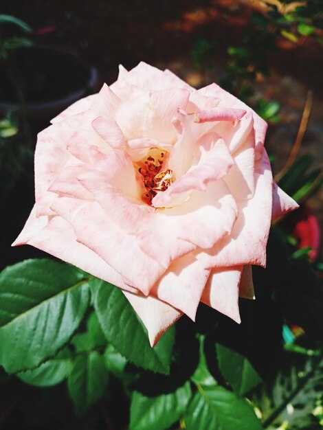 Close-up of pink rose