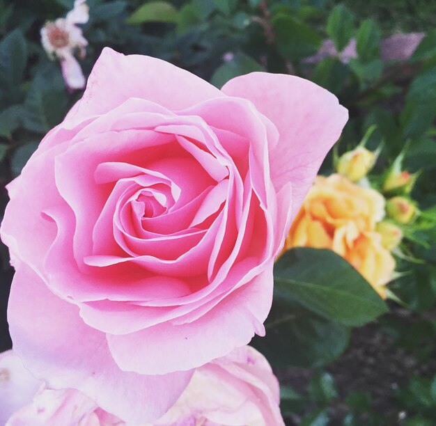 Close-up of pink rose