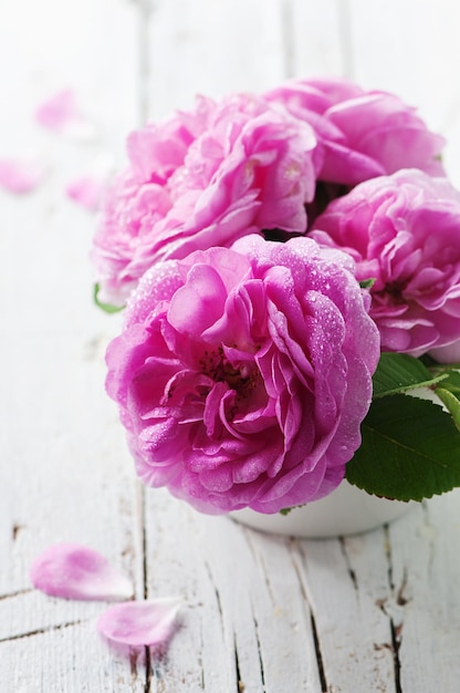 Foto close-up di una rosa rosa