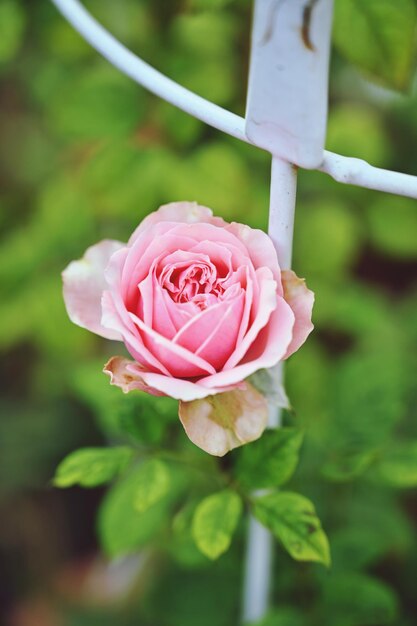 Close-up of pink rose