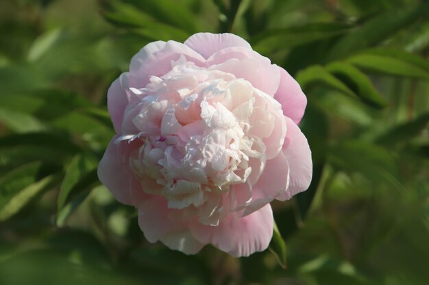 Close-up of pink rose