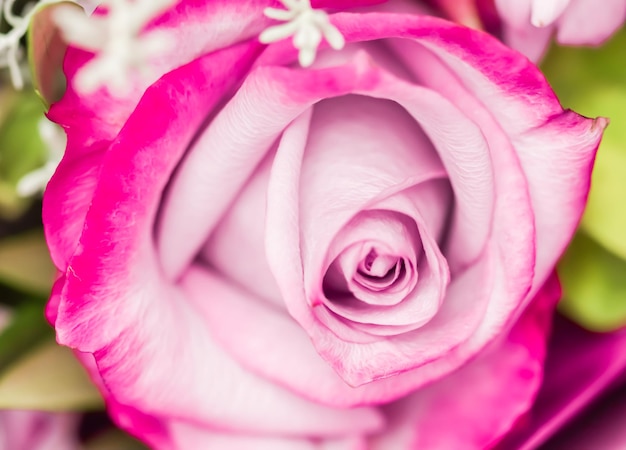 Foto close-up di una rosa rosa