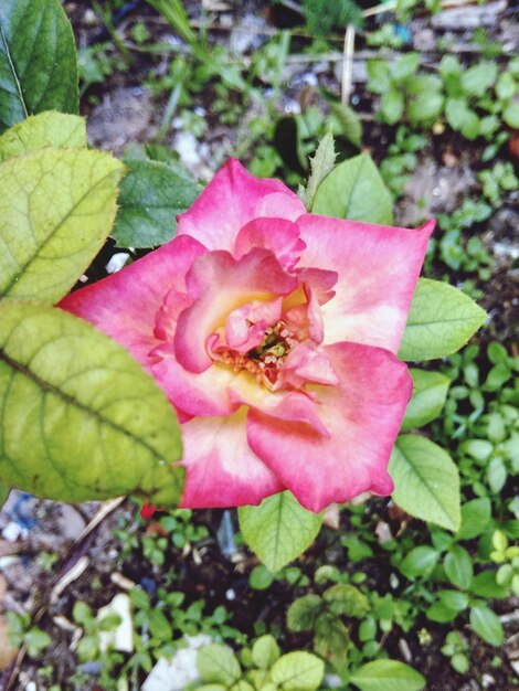 Close-up of pink rose