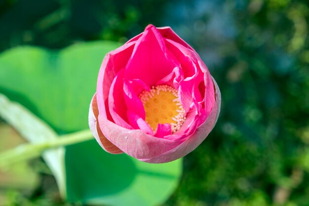 Close-up of pink rose