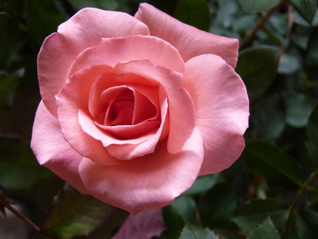 Photo close-up of pink rose