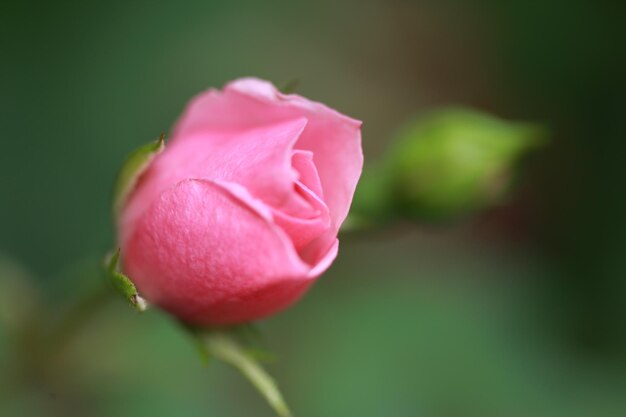 Photo close-up of pink rose