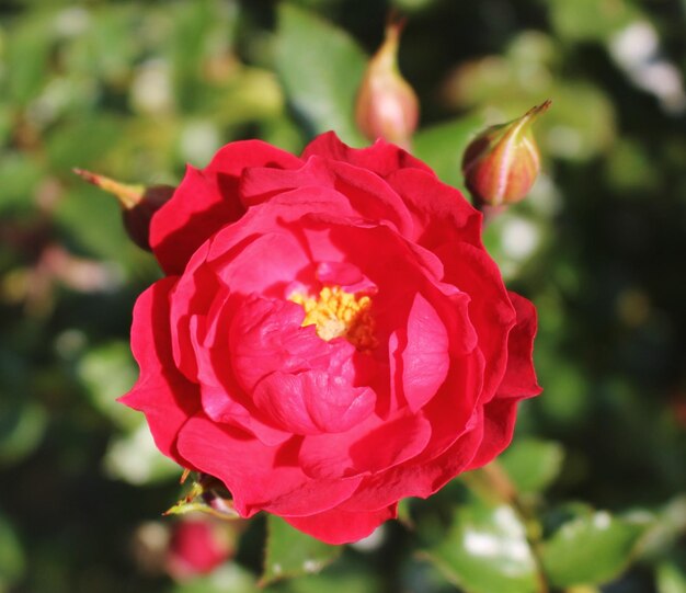 Foto close-up di una rosa rosa