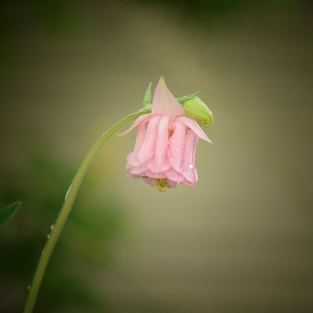 Close-up of pink rose