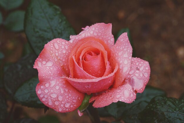 Close-up of pink rose