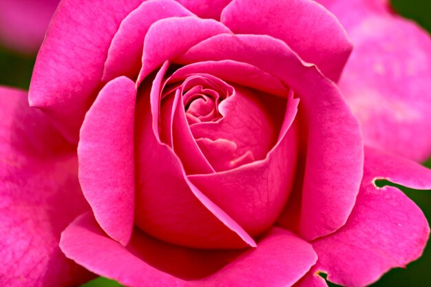 Foto close-up di una rosa rosa