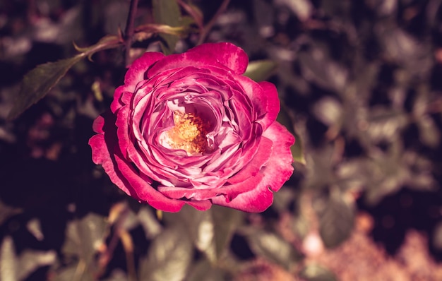 Foto close-up di una rosa rosa