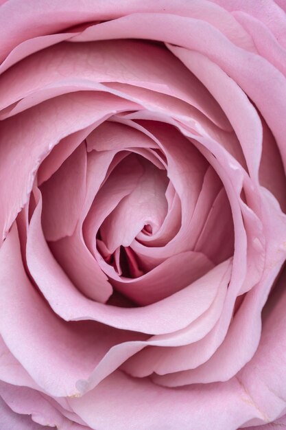 Foto close-up di una rosa rosa