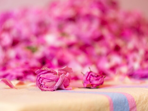 Photo close-up of pink rose