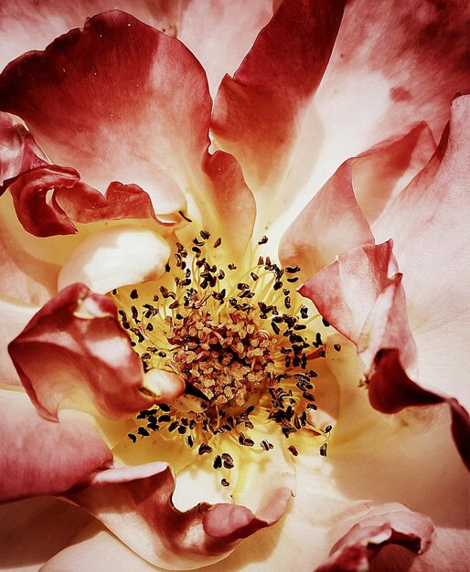 Foto close-up di una rosa rosa