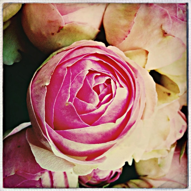 Foto close-up di una rosa rosa