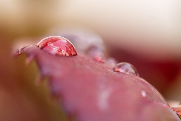 Foto close-up di una rosa rosa