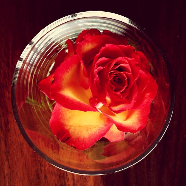 Foto close-up di una rosa rosa