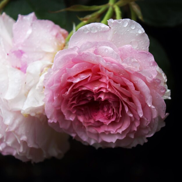 Foto close-up di una rosa rosa