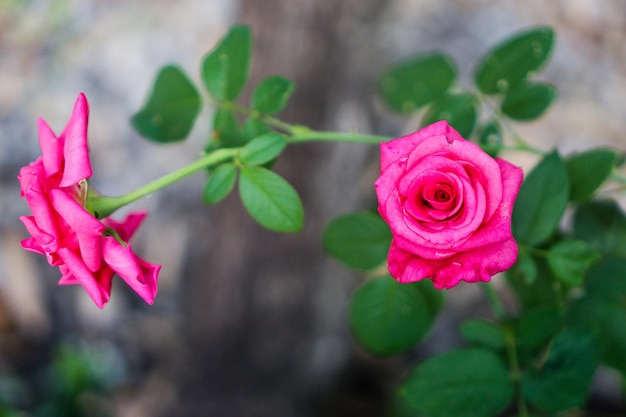 Close-up of pink rose