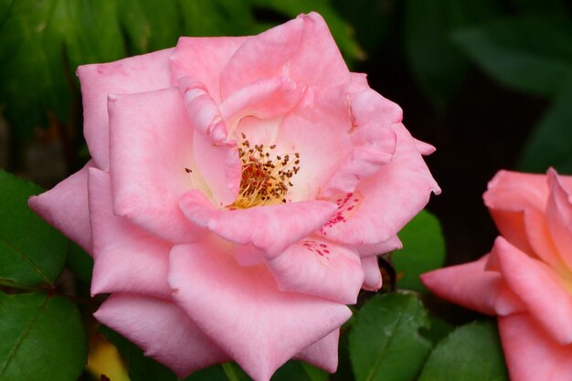 Photo close-up of pink rose