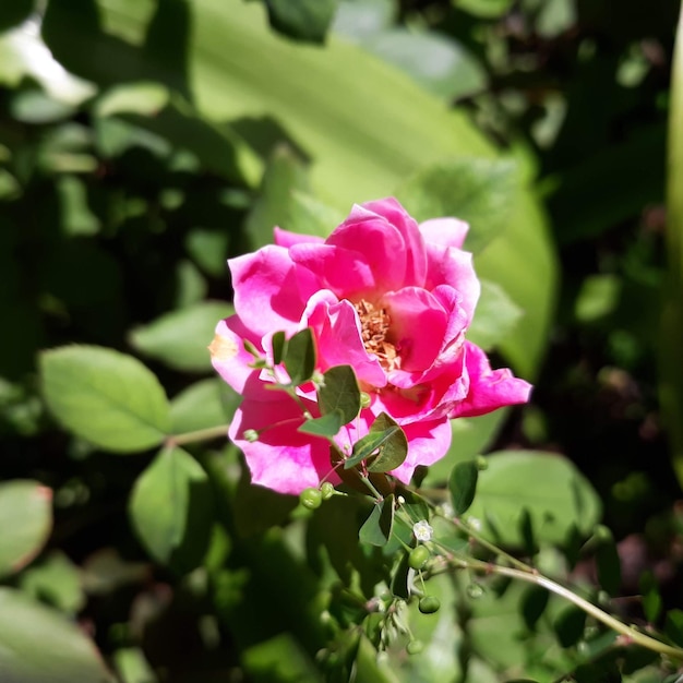 Photo close-up of pink rose