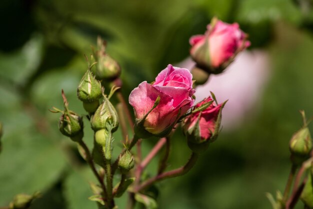 Foto close-up di una rosa rosa