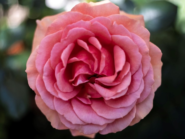 Photo close-up of pink rose