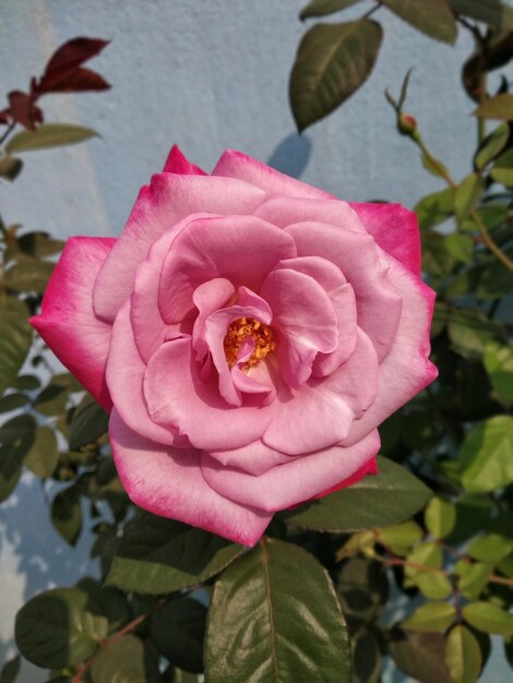 Foto close-up di una rosa rosa