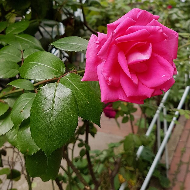 Close-up of pink rose