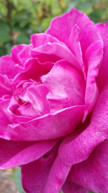 Foto close-up di una rosa rosa